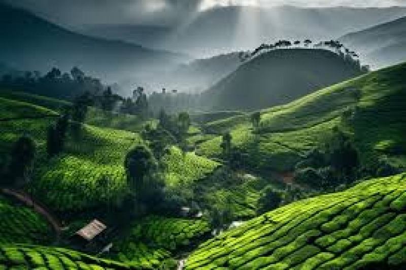 Kerala 5N 6DAYS : God’s Own Country 3  Cochin -Munnar – Thekkady - Kumarakam/ Alleppey